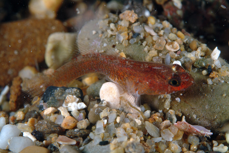 Piccolo ghiozzo da identificare (Zebrus zebrus o Millerigobius macrocephalus)